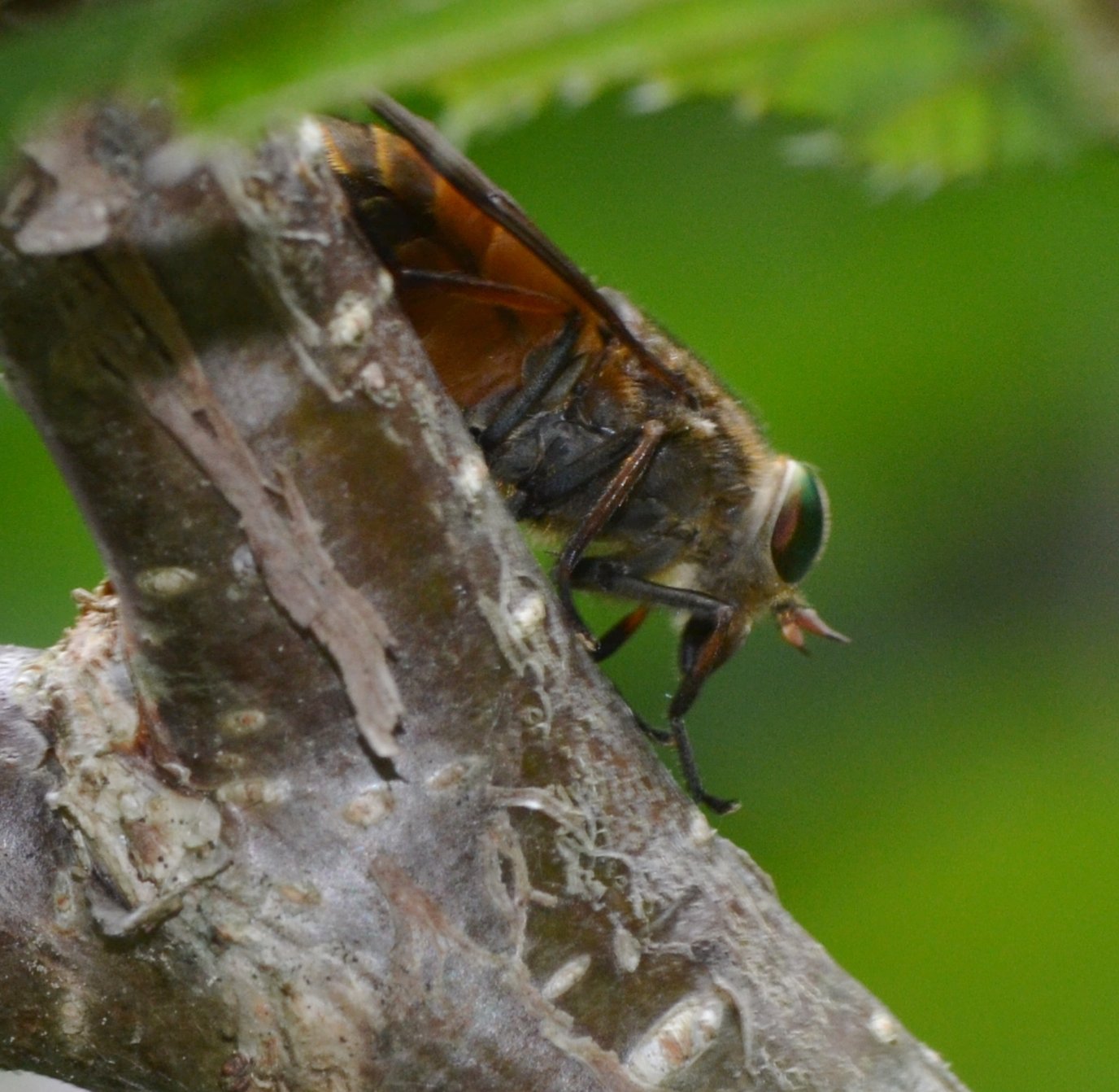 Tabanidae: Hybomitra ciureai